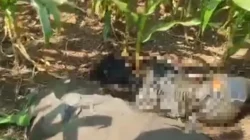 Misteri Mayat Busuk Di Tengah Ladang Jagung : Diduga Korban Pembunuhan !.