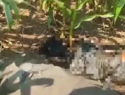 Misteri Mayat Busuk Di Tengah Ladang Jagung : Diduga Korban Pembunuhan !.